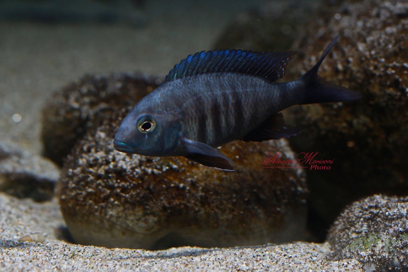 Otopharynx selenurus